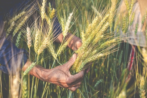 Ensuring Our Future: Tackling Global Food Security Challenges